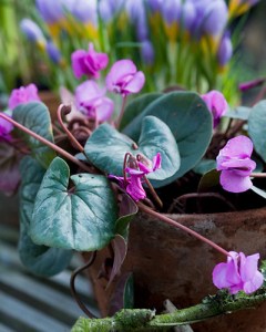 Cyclamen coum.jpg